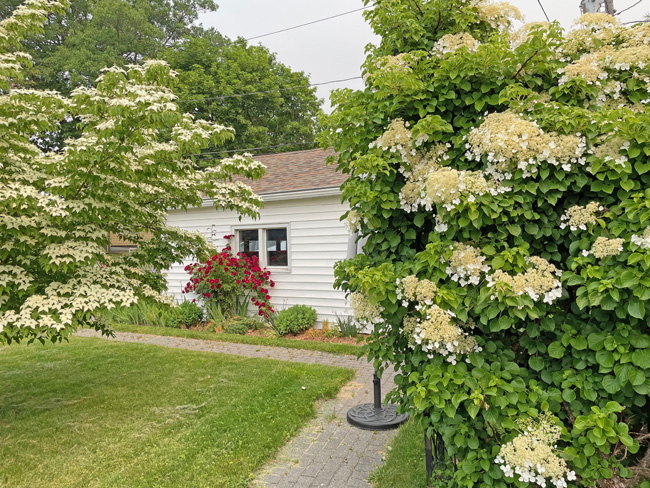 kousa dogwood, roses, climbing hydrangea