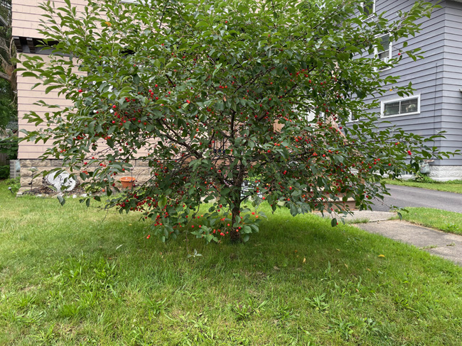 tart cherry tree