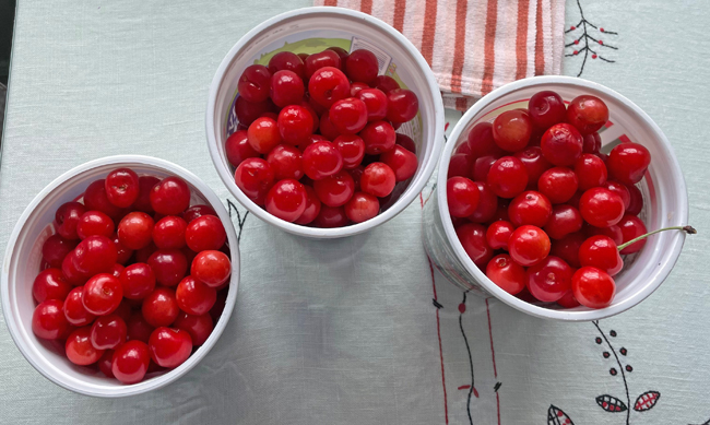 3 quarts sour cherries