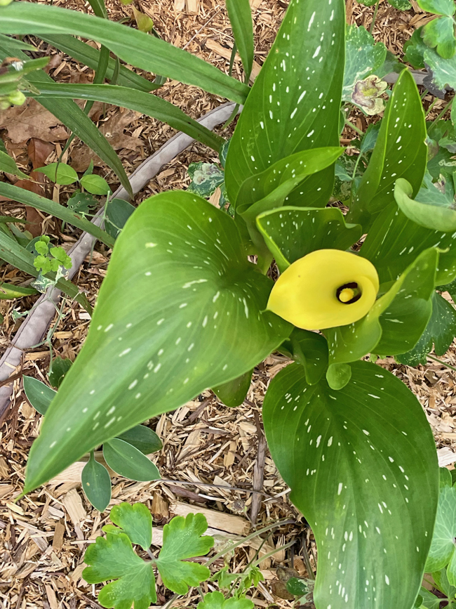 yellow calla lily in bloom