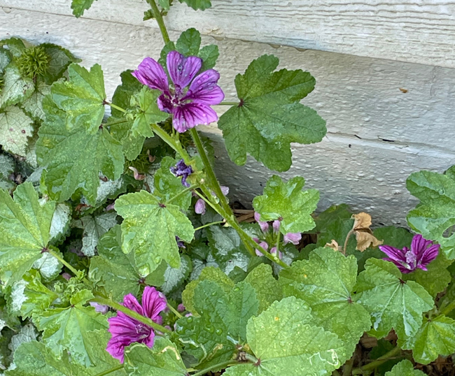 dark mallow