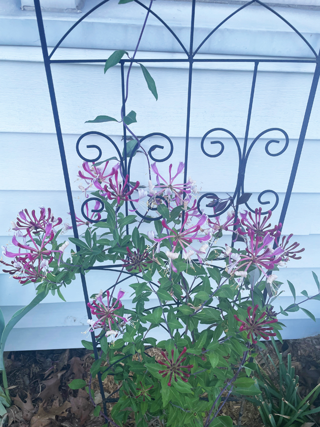 fragrant honeysuckle