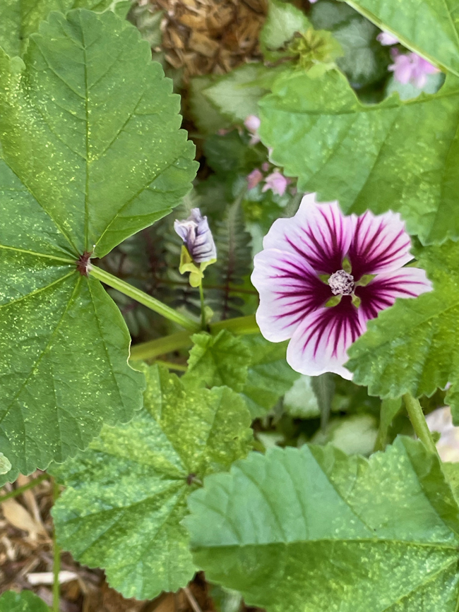 light mallow